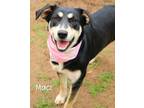Adopt Maci a Hound (Unknown Type) / Mixed dog in Gautier, MS (37258285)