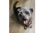 Adopt Zena a Terrier (Unknown Type, Small) dog in Santa Rosa, CA (37258137)