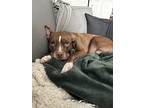 Adopt Cali a Red/Golden/Orange/Chestnut American Pit Bull Terrier / Boxer /
