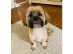 Adopt Bruno a Brown/Chocolate - with White Shih Tzu / Terrier (Unknown Type