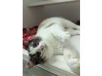 Adopt Valka a White Siamese / Domestic Shorthair / Mixed cat in Beatrice
