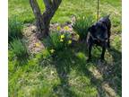 Adopt Annie a Black Labrador Retriever / Boxer / Mixed dog in Upper Sandusky