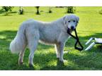 Adopt Sam and Patch - Courtesy Post a White Great Pyrenees / Mixed dog in