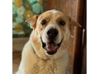 Adopt Rufus a Brown/Chocolate - with White St. Bernard / Husky dog in Vail
