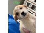 Adopt Dillon a White Mountain Cur / Mixed dog in Jackson, MI (37256898)