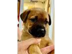 Adopt Reno a Red/Golden/Orange/Chestnut Labrador Retriever / Mixed dog in