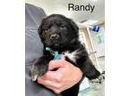 Adopt Randi a Black Labrador Retriever / Mixed dog in Jackson, MI (37256885)