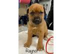 Adopt Raynor a Red/Golden/Orange/Chestnut Mountain Cur / Mixed dog in Jackson