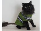 Adopt Mateo a All Black Domestic Longhair / Mixed (long coat) cat in Redding