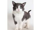 Adopt Griffin a Gray or Blue (Mostly) Domestic Shorthair / Mixed (short coat)