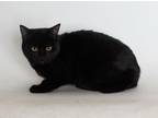 Adopt Vanya a All Black Domestic Shorthair / Mixed (short coat) cat in Redding