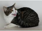 Adopt Meowie a Brown Tabby Domestic Shorthair / Mixed (short coat) cat in