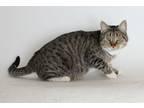 Adopt Amirah a Brown Tabby Domestic Shorthair / Mixed (short coat) cat in