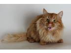 Adopt Matcha a Orange or Red Tabby Domestic Longhair / Mixed (long coat) cat in