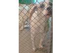 Adopt Klinger a White - with Brown or Chocolate Pit Bull Terrier / Mixed dog in