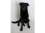 Adopt Edison a Black Shepherd (Unknown Type) / Mixed dog in Redding