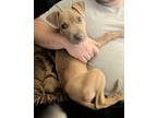 Adopt Tato a Tan/Yellow/Fawn American Pit Bull Terrier / Mixed dog in