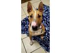 Adopt Piko a Tan/Yellow/Fawn Bull Terrier / Mixed dog in Cochran, GA (37257212)