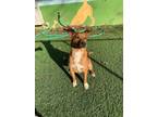 Adopt Morty a Red/Golden/Orange/Chestnut Mixed Breed (Medium) / Mixed dog in
