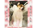 Adopt Peach a Tricolor (Tan/Brown & Black & White) Beagle / Mixed dog in