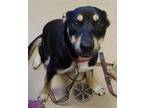 Adopt Kai a Black Mixed Breed (Large) / Mixed dog in Sanford, FL (37257592)