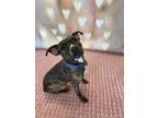 Adopt Ear Mittens a Brindle - with White American Pit Bull Terrier / Mixed dog