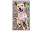 Adopt Emma a Red/Golden/Orange/Chestnut Australian Cattle Dog / Mixed dog in