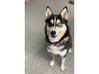 Adopt Kuzco a Black Husky / Pomeranian / Mixed dog in Niagara Falls