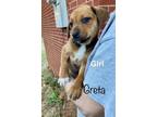 Adopt Ret pup 6 a Tan/Yellow/Fawn Retriever (Unknown Type) / Mixed dog in
