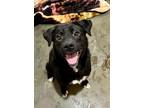 Adopt Martin a Black Collie / Mixed dog in Jackson, MI (37256913)