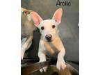 Adopt Arctic a White Dachshund / Mixed dog in Jackson, MI (37256912)