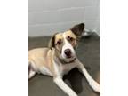 Adopt Callie a Tan/Yellow/Fawn Collie / Mixed dog in Jackson, MI (37256905)