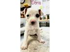 Adopt Doris a White Mountain Cur / Mixed dog in Jackson, MI (37256902)