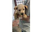 Adopt Ret Pup 2 a Tan/Yellow/Fawn Retriever (Unknown Type) / Mixed dog in
