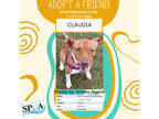 Adopt Claudia a Red/Golden/Orange/Chestnut American Pit Bull Terrier / Mixed dog