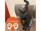 Adopt Riley a All Black Domestic Shorthair / Domestic Shorthair / Mixed cat in