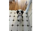 Adopt Lady a Tricolor (Tan/Brown & Black & White) Bernese Mountain Dog / Poodle