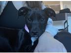 Adopt Harley a Black - with White Labrador Retriever / Mixed dog in Quincy