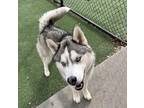 Adopt Balto a Siberian Husky / Mixed dog in Topeka, KS (37256667)
