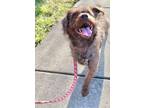 Adopt Martha Reeves a Wirehaired Fox Terrier / Mixed Breed (Medium) / Mixed dog