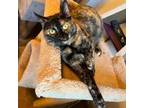 Adopt Compass a All Black Domestic Shorthair / Mixed cat in Hanna City