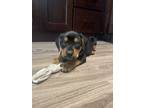 Adopt Penny a Black - with Brown, Red, Golden, Orange or Chestnut Rottweiler /
