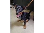 Adopt U'neek a Black Retriever (Unknown Type) / Mixed dog in Spartanburg