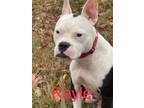 Adopt Kayla a American Staffordshire Terrier / Mixed dog in St.