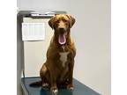 Adopt Loca a Brown/Chocolate Labrador Retriever / Mixed dog in Pequot Lakes
