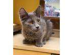 Adopt Willow a Gray or Blue Do