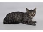 Adopt Luna a Brown Tabby Domestic Shorthair cat in Jefferson City, MO (37256178)