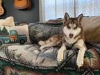 Adopt Odin a Black - with White Husky / Husky / Mixed dog in Gregory