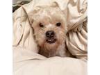 Adopt Theo a White - with Tan, Yellow or Fawn Terrier (Unknown Type