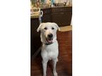 Adopt Buddy a White Great Pyrenees / Husky / Mixed dog in Greenfield